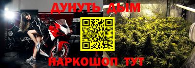 сатива Новозыбков